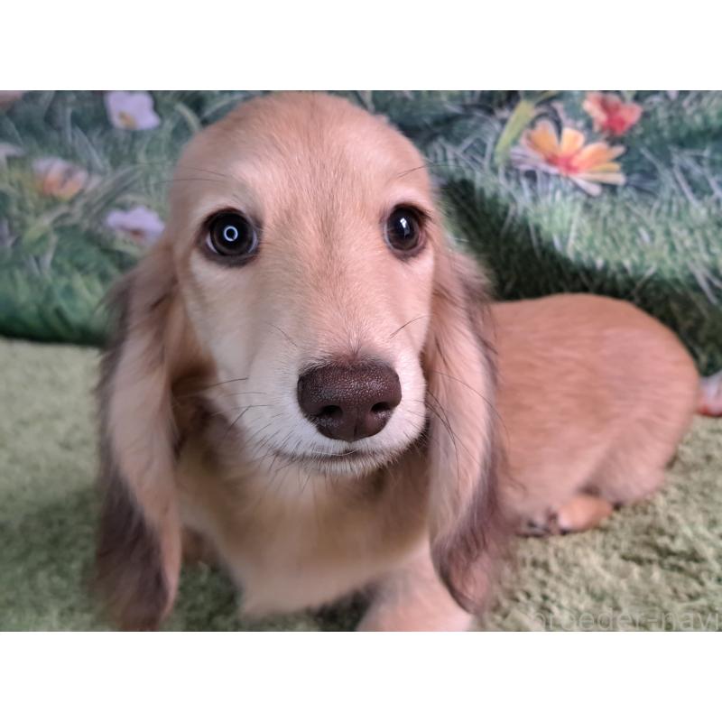 成約済の愛知県のミニチュアダックスフンド(ロングヘアード)-403753