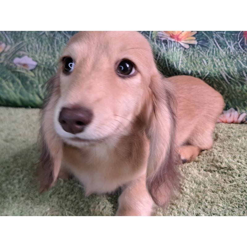 成約済の愛知県のミニチュアダックスフンド(ロングヘアード)-403753の6枚目