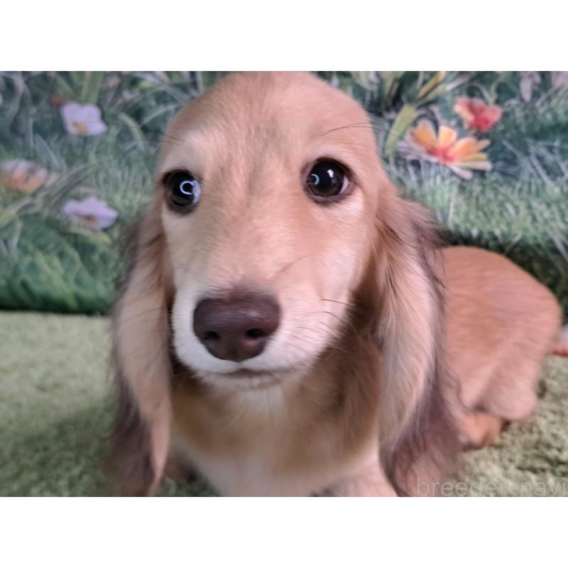 成約済の愛知県のミニチュアダックスフンド(ロングヘアード)-403753の5枚目