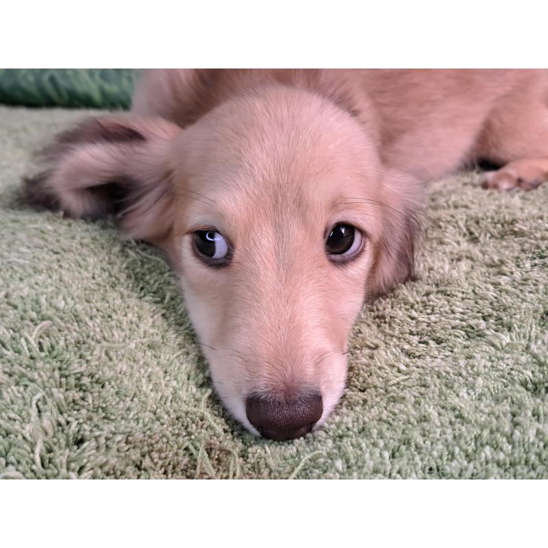 成約済の愛知県のミニチュアダックスフンド(ロングヘアード)-403753の4枚目