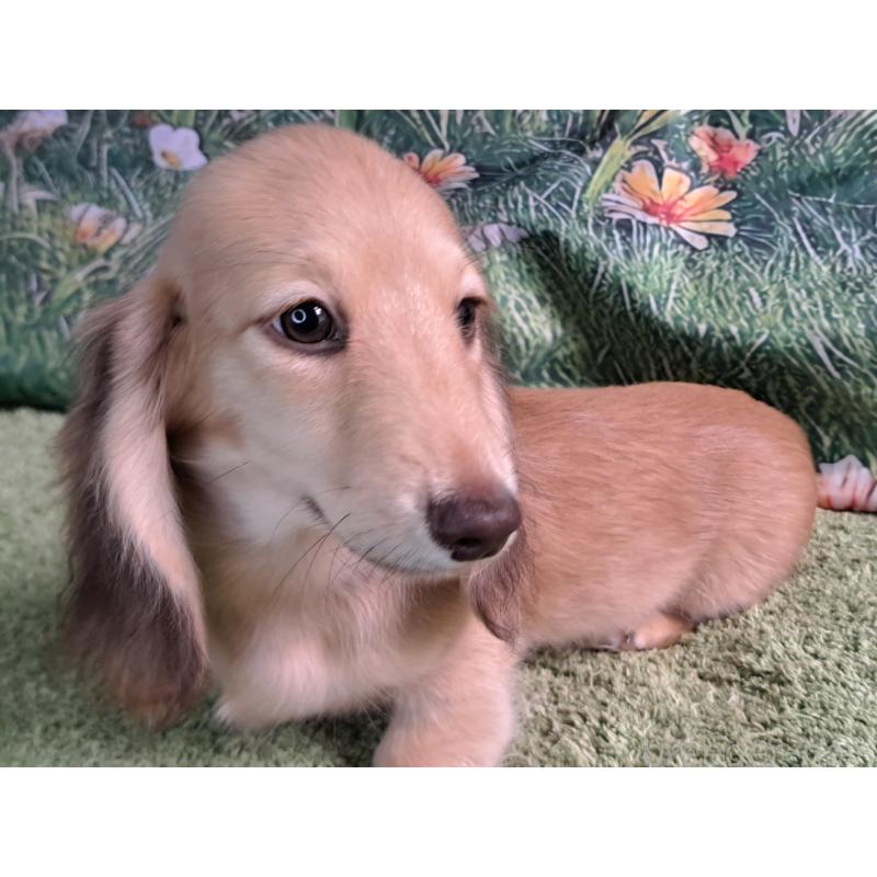 成約済の愛知県のミニチュアダックスフンド(ロングヘアード)-403753の3枚目