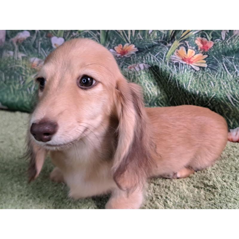 成約済の愛知県のミニチュアダックスフンド(ロングヘアード)-403753の2枚目