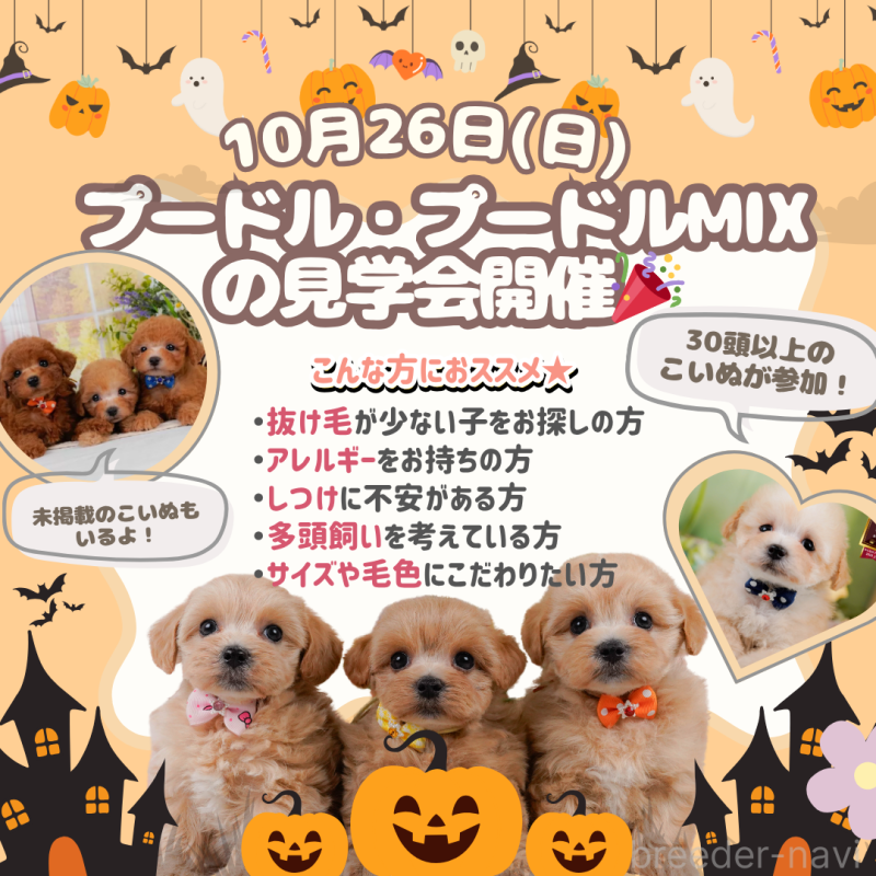 販売中の神奈川県のポメプー:ポメラニアン×トイプードル-404644の2枚目
