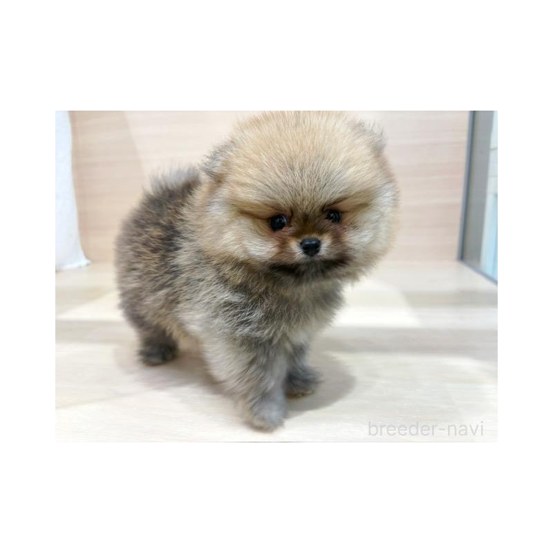 販売中の東京都のポメラニアン-421185