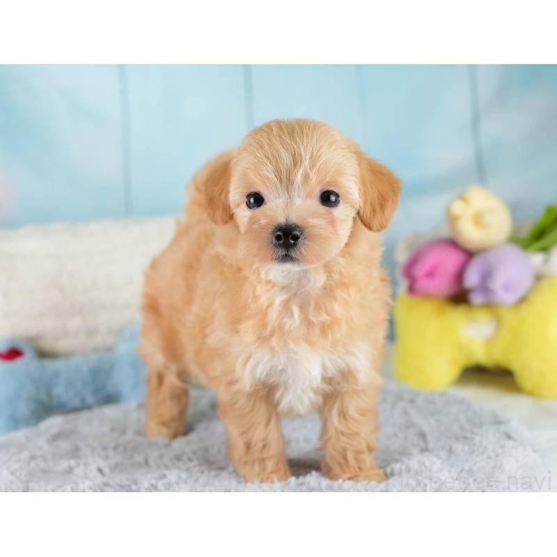 販売中の埼玉県のマルプー:マルチーズ×トイプードル-421193の7枚目