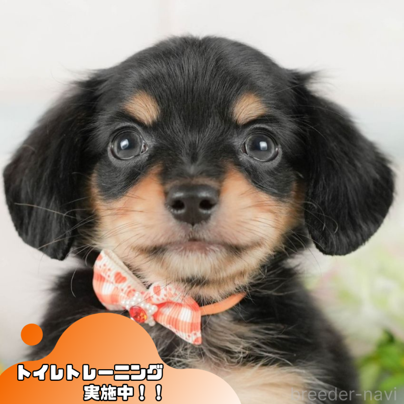 販売中の静岡県のチワックス:チワワ×ミニチュアダックスフンド-420530