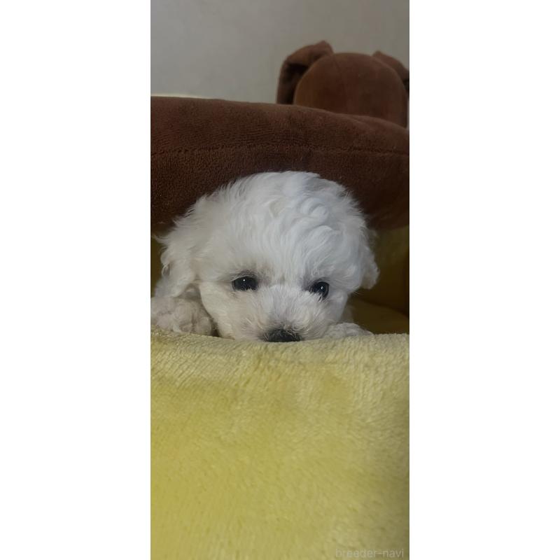 販売中の三重県のビションフリーゼ-421195の10枚目