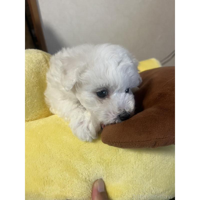 販売中の三重県のビションフリーゼ-421195の8枚目