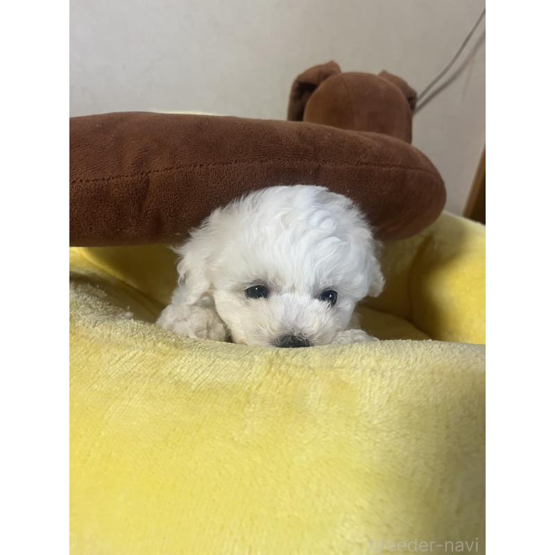 販売中の三重県のビションフリーゼ-421195の7枚目