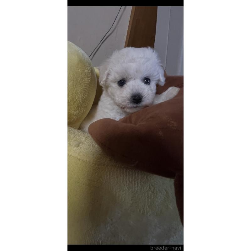 商談中の三重県のビションフリーゼ-421196