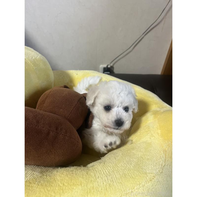 商談中の三重県のビションフリーゼ-421196の4枚目