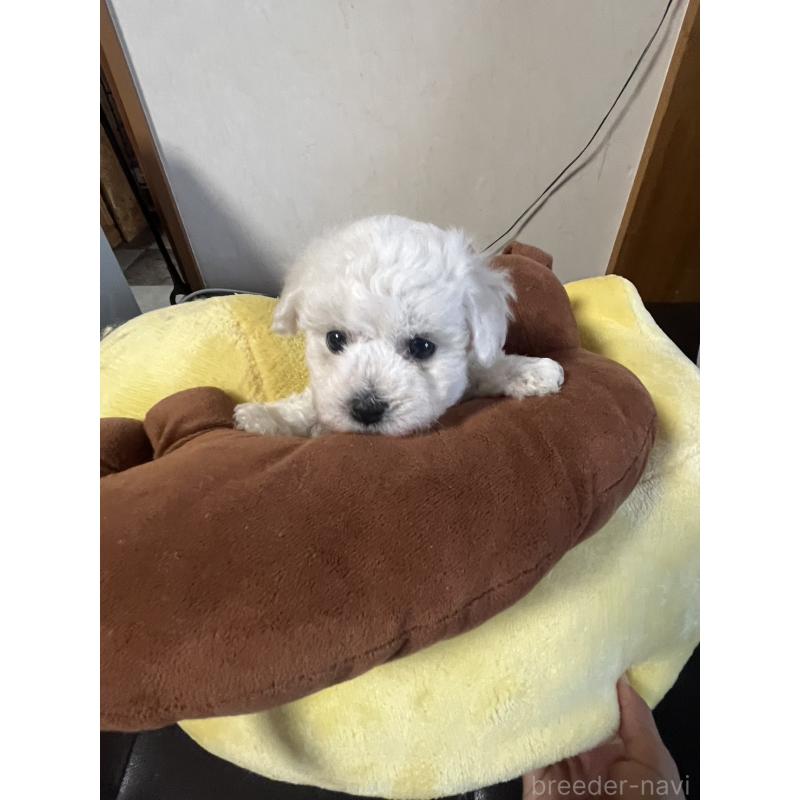 商談中の三重県のビションフリーゼ-421196の3枚目