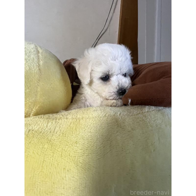 商談中の三重県のビションフリーゼ-421196の2枚目