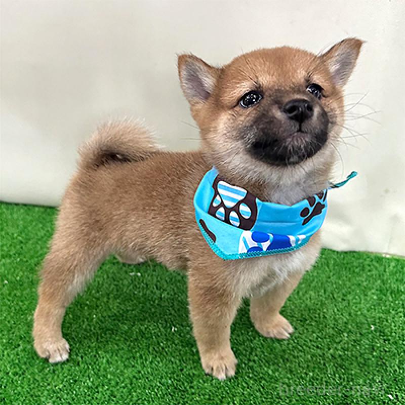 成約済の神奈川県の豆柴-420805の4枚目