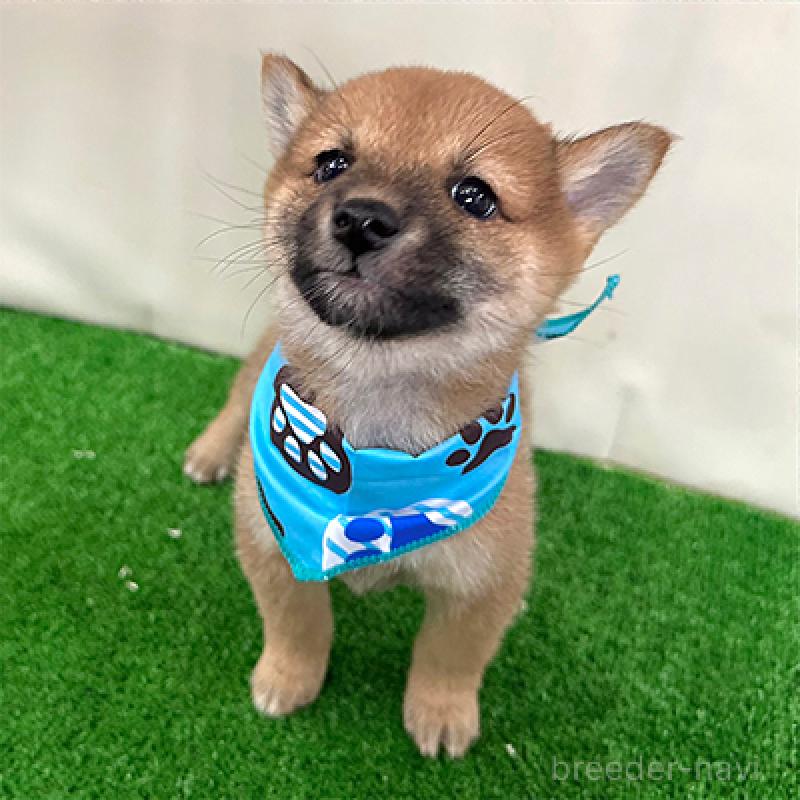 成約済の神奈川県の豆柴-420805の3枚目