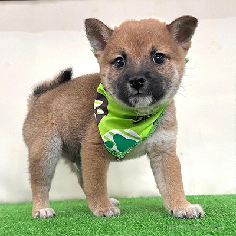 販売中の神奈川県の豆柴-420799