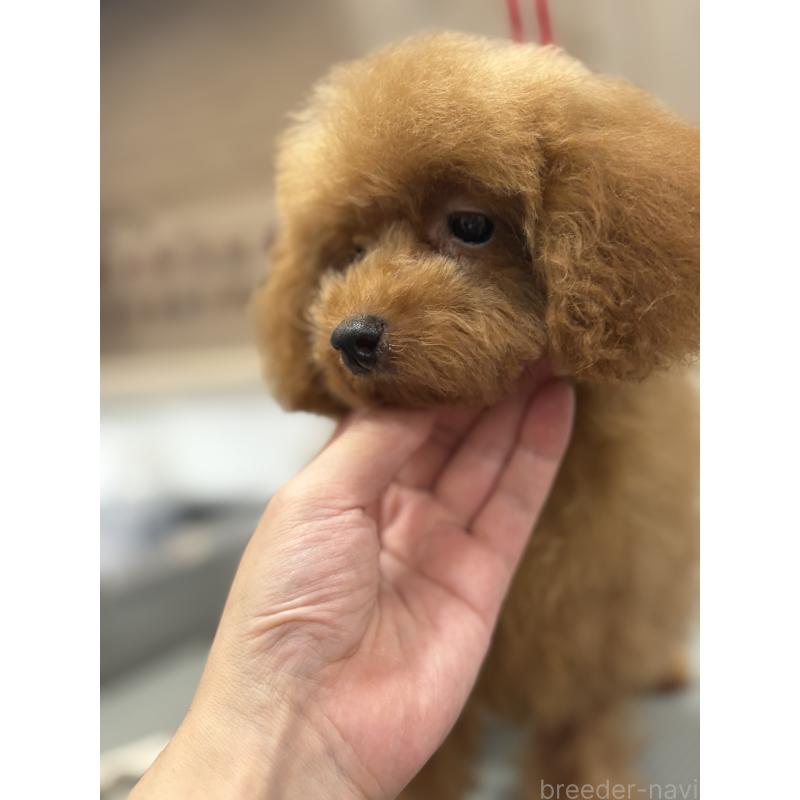 販売中の東京都のティーカッププードル-405092の4枚目