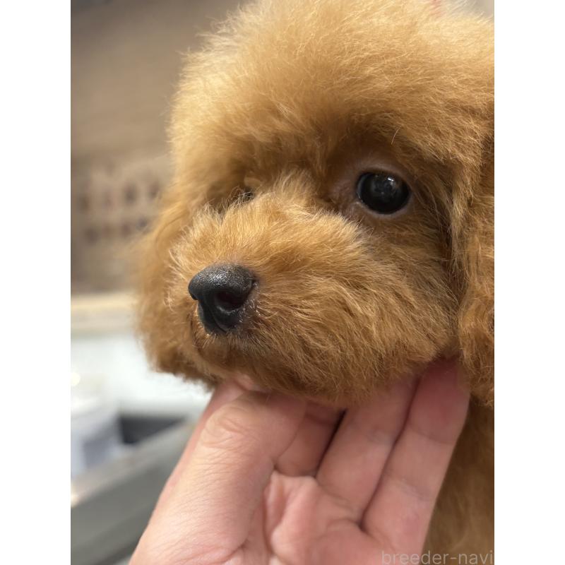 販売中の東京都のティーカッププードル-405092の3枚目