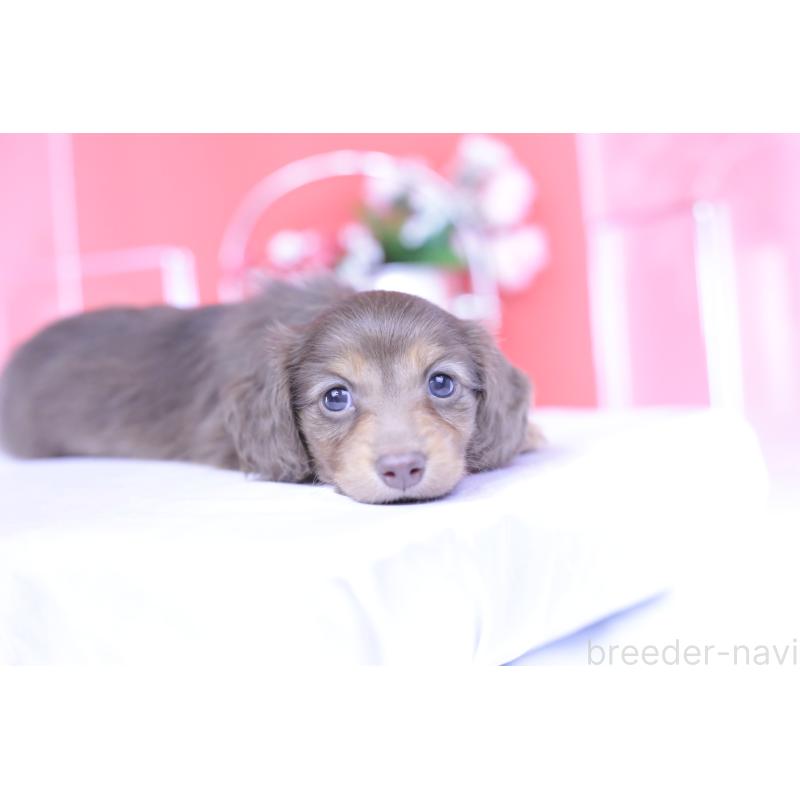 成約済の愛知県のカニンヘンダックスフンド(ロングヘアード)-418938の15枚目