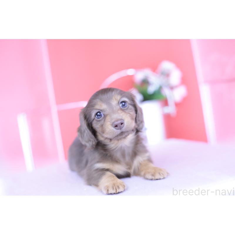 成約済の愛知県のカニンヘンダックスフンド(ロングヘアード)-418938の14枚目