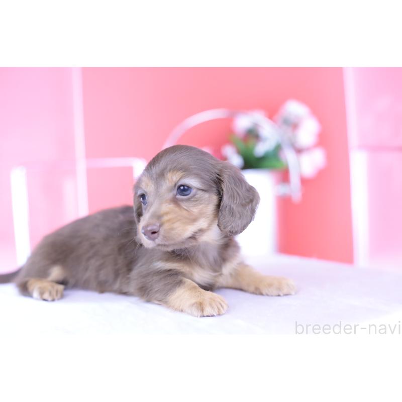 成約済の愛知県のカニンヘンダックスフンド(ロングヘアード)-418938の13枚目