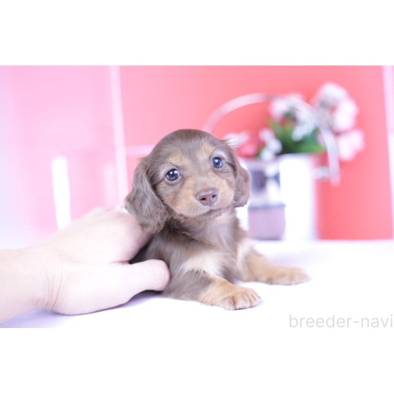 成約済の愛知県のカニンヘンダックスフンド(ロングヘアード)-418938の12枚目