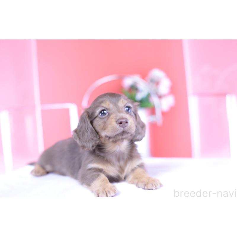 成約済の愛知県のカニンヘンダックスフンド(ロングヘアード)-418938の7枚目