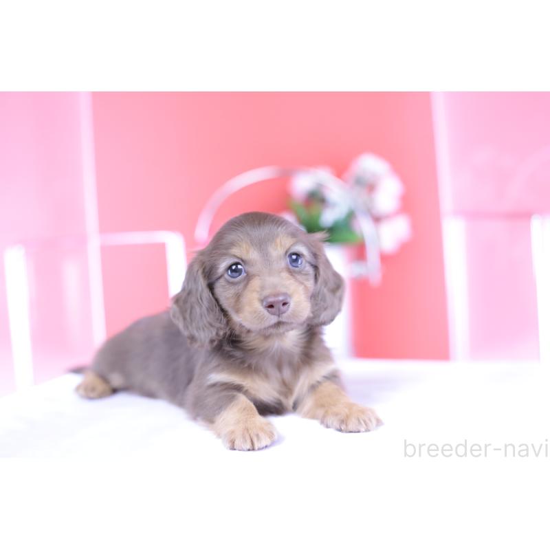 成約済の愛知県のカニンヘンダックスフンド(ロングヘアード)-418938の6枚目