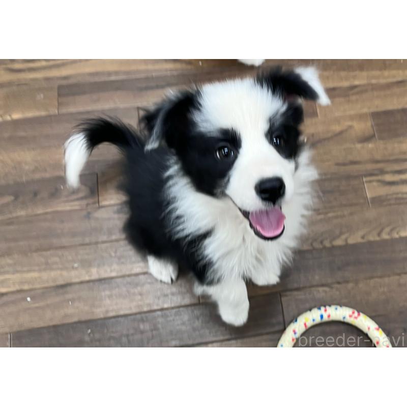 成約済の東京都のボーダーコリー-417718の5枚目