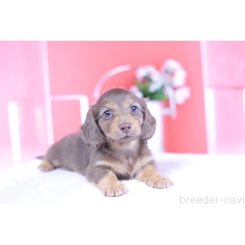 成約済の愛知県のカニンヘンダックスフンド(ロングヘアード)-418938の5枚目