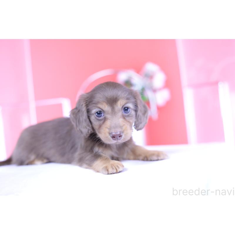 成約済の愛知県のカニンヘンダックスフンド(ロングヘアード)-418938の4枚目