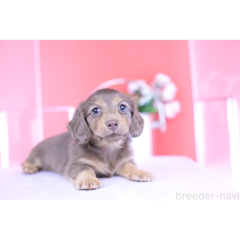 成約済の愛知県のカニンヘンダックスフンド(ロングヘアード)-418938の3枚目