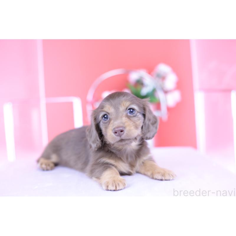 成約済の愛知県のカニンヘンダックスフンド(ロングヘアード)-418938の2枚目