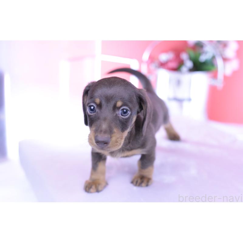 成約済の愛知県のミニチュアダックスフンド(スムースヘアード)-418926の14枚目