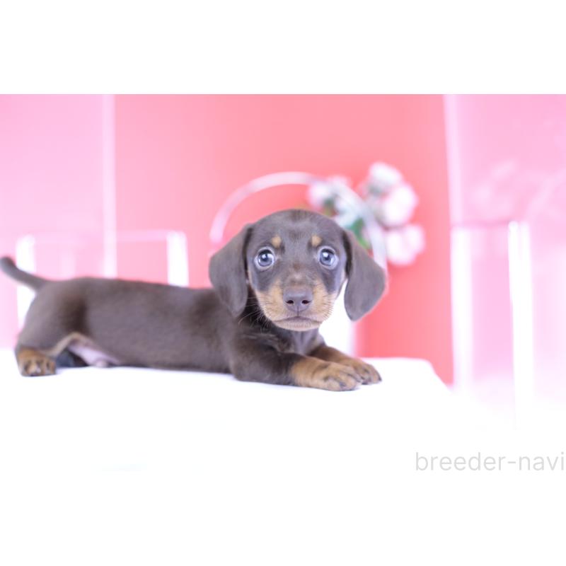 成約済の愛知県のミニチュアダックスフンド(スムースヘアード)-418926の10枚目