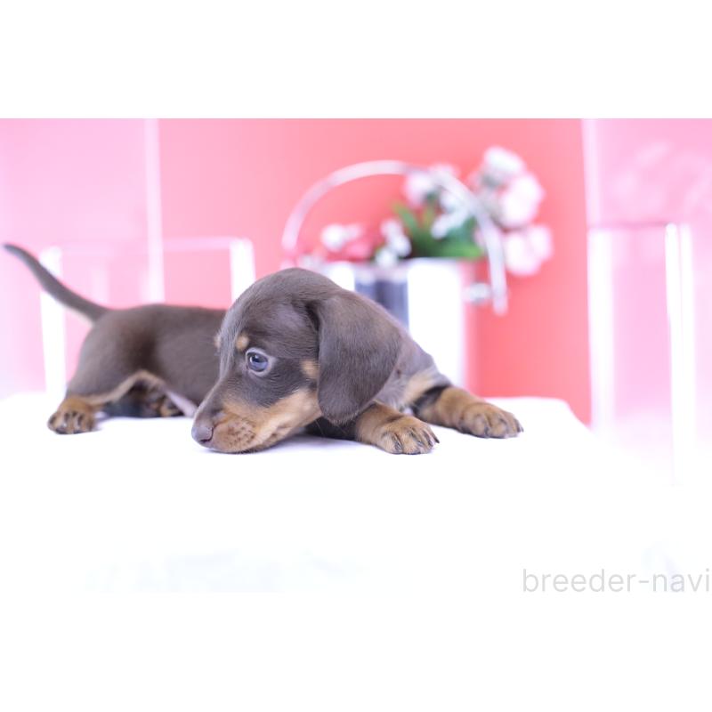 成約済の愛知県のミニチュアダックスフンド(スムースヘアード)-418926の9枚目