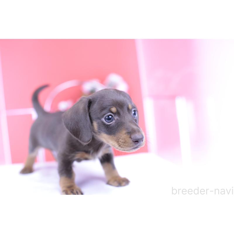 成約済の愛知県のミニチュアダックスフンド(スムースヘアード)-418926の8枚目
