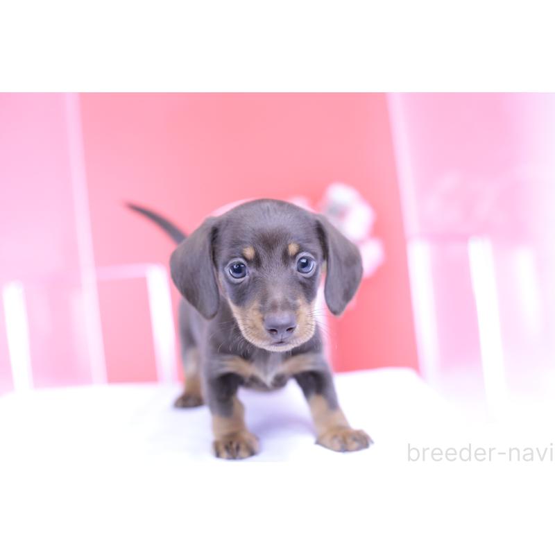 成約済の愛知県のミニチュアダックスフンド(スムースヘアード)-418926の7枚目