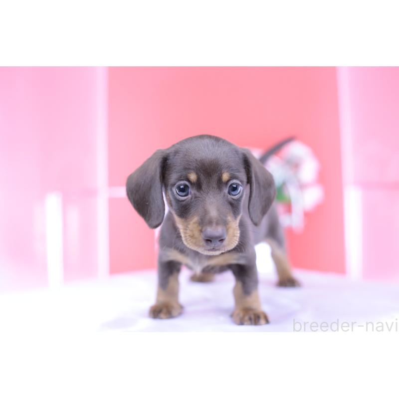 成約済の愛知県のミニチュアダックスフンド(スムースヘアード)-418926の6枚目