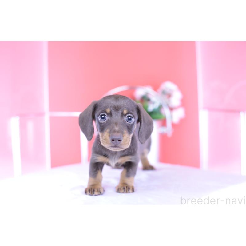 成約済の愛知県のミニチュアダックスフンド(スムースヘアード)-418926の5枚目