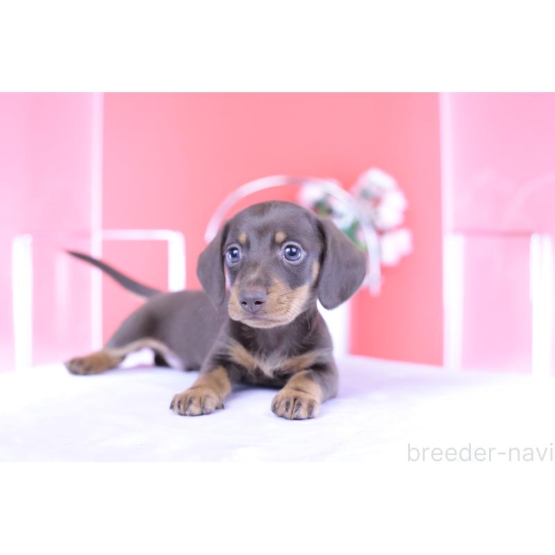 成約済の愛知県のミニチュアダックスフンド(スムースヘアード)-418926の2枚目