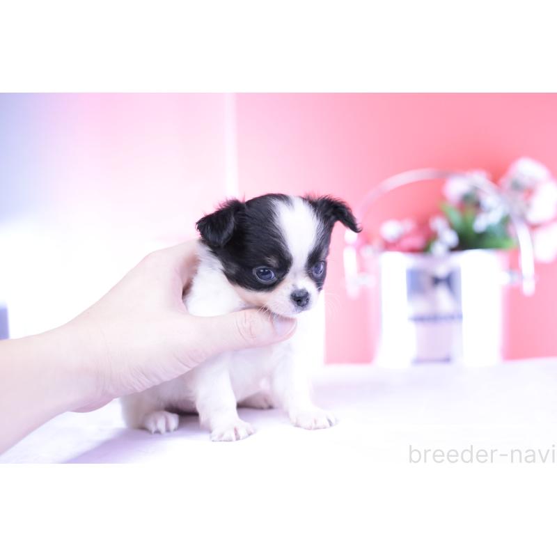 成約済の愛知県のチワワ(ロングコート)-418923の14枚目