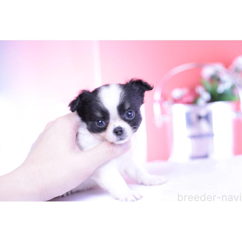 成約済の愛知県のチワワ(ロングコート)-418923の13枚目