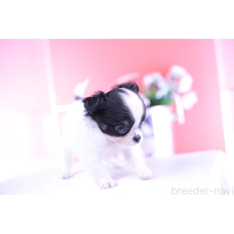 成約済の愛知県のチワワ(ロングコート)-418923の12枚目