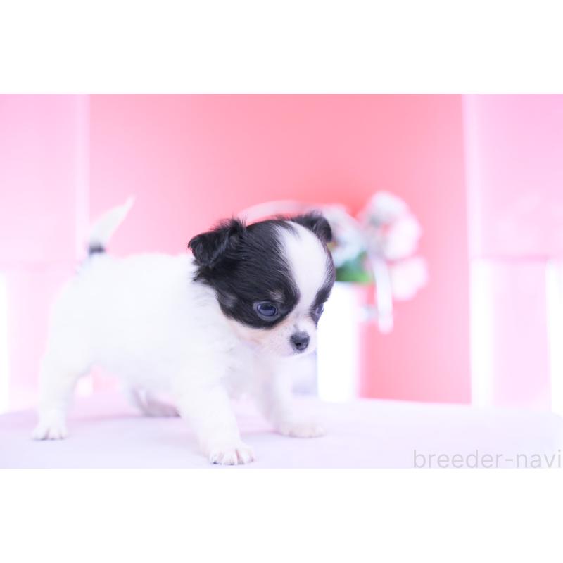 成約済の愛知県のチワワ(ロングコート)-418923の11枚目