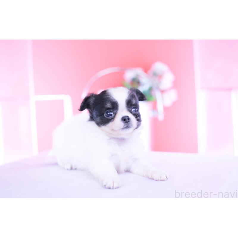 成約済の愛知県のチワワ(ロングコート)-418923の10枚目