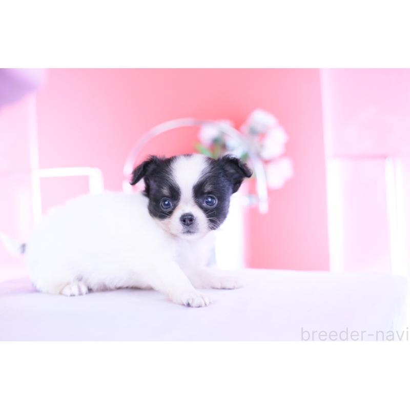 成約済の愛知県のチワワ(ロングコート)-418923の9枚目