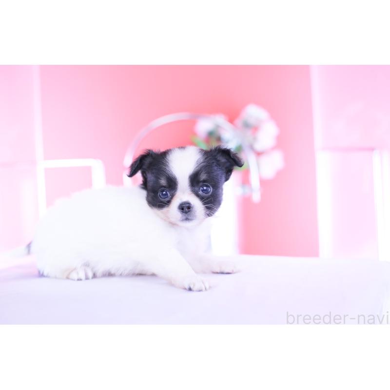 成約済の愛知県のチワワ(ロングコート)-418923の8枚目