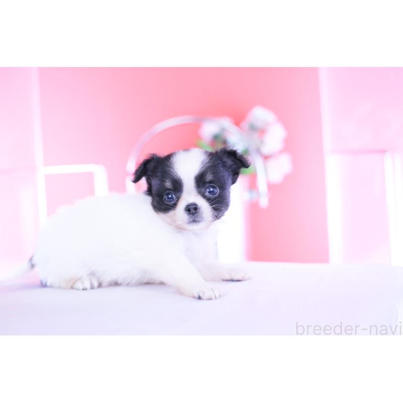 成約済の愛知県のチワワ(ロングコート)-418923の7枚目