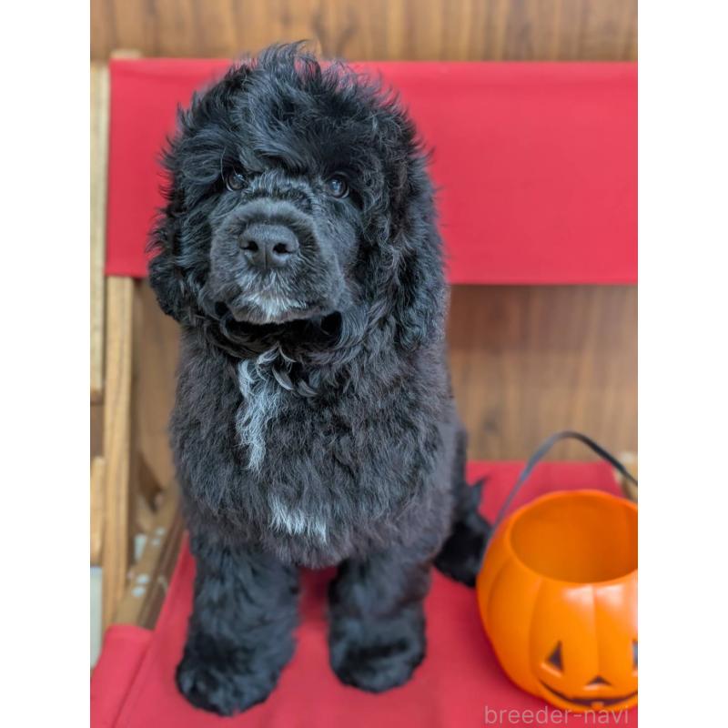 販売中の東京都のポーチュギーズウォータードッグ-418577の4枚目